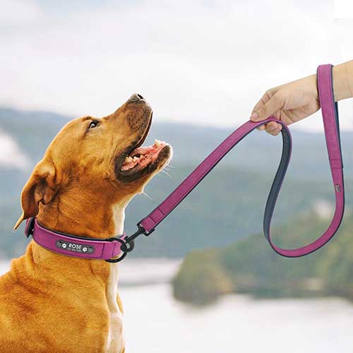 Ein Hund trägt ein Hundehalsband mit Name und schaut zu seinem Halter 