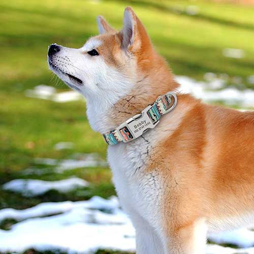Ein schöner Hund im Winter mit einem Schnellverschluß-Hundehalsband in einem schönen Design.