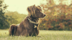 Ein Hund liegt auf einer schönen Wiese und trägt eine Hundehalsband mit Name